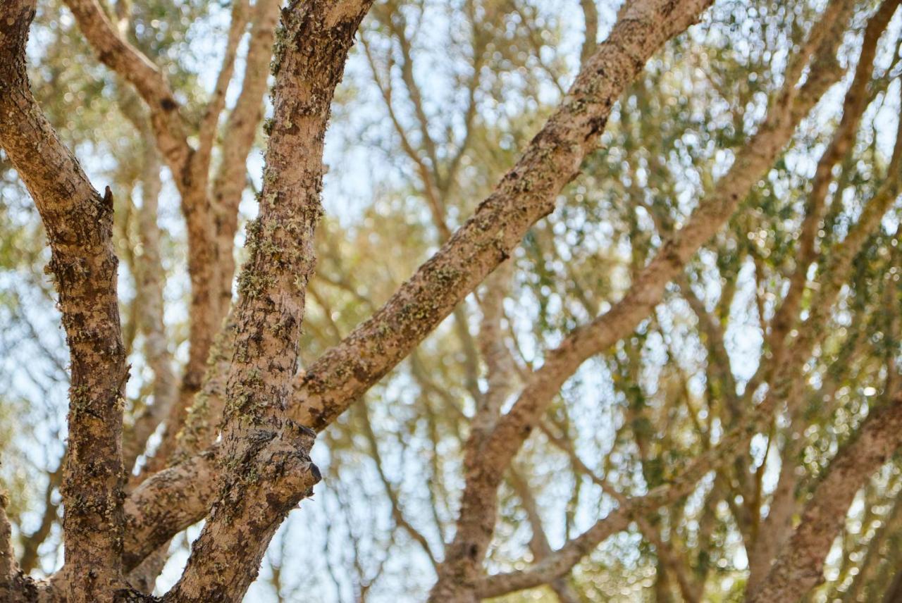 Agroturismo Rafal Rubi アライオル エクステリア 写真